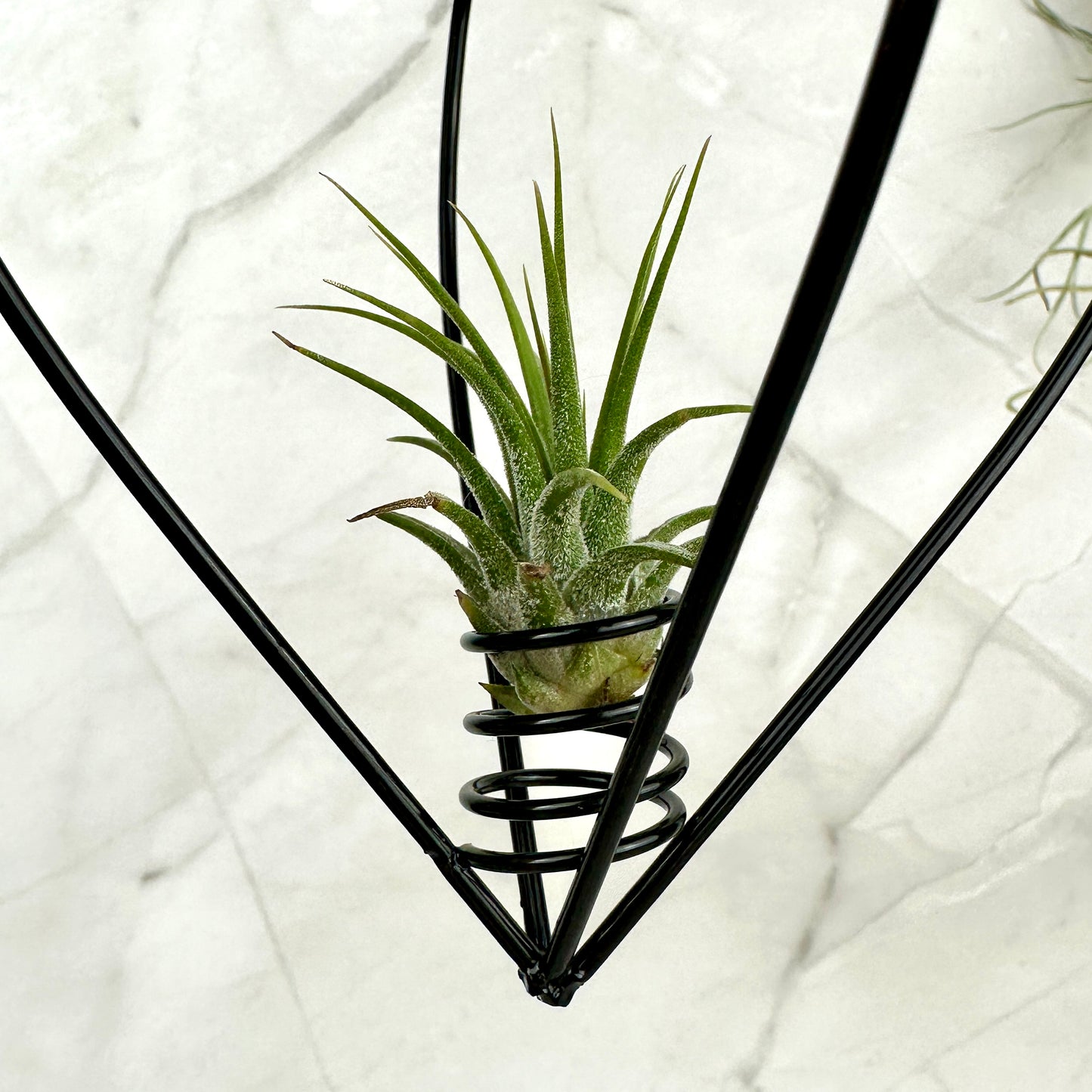 Schwarzes Metallherz mit Tillandsia