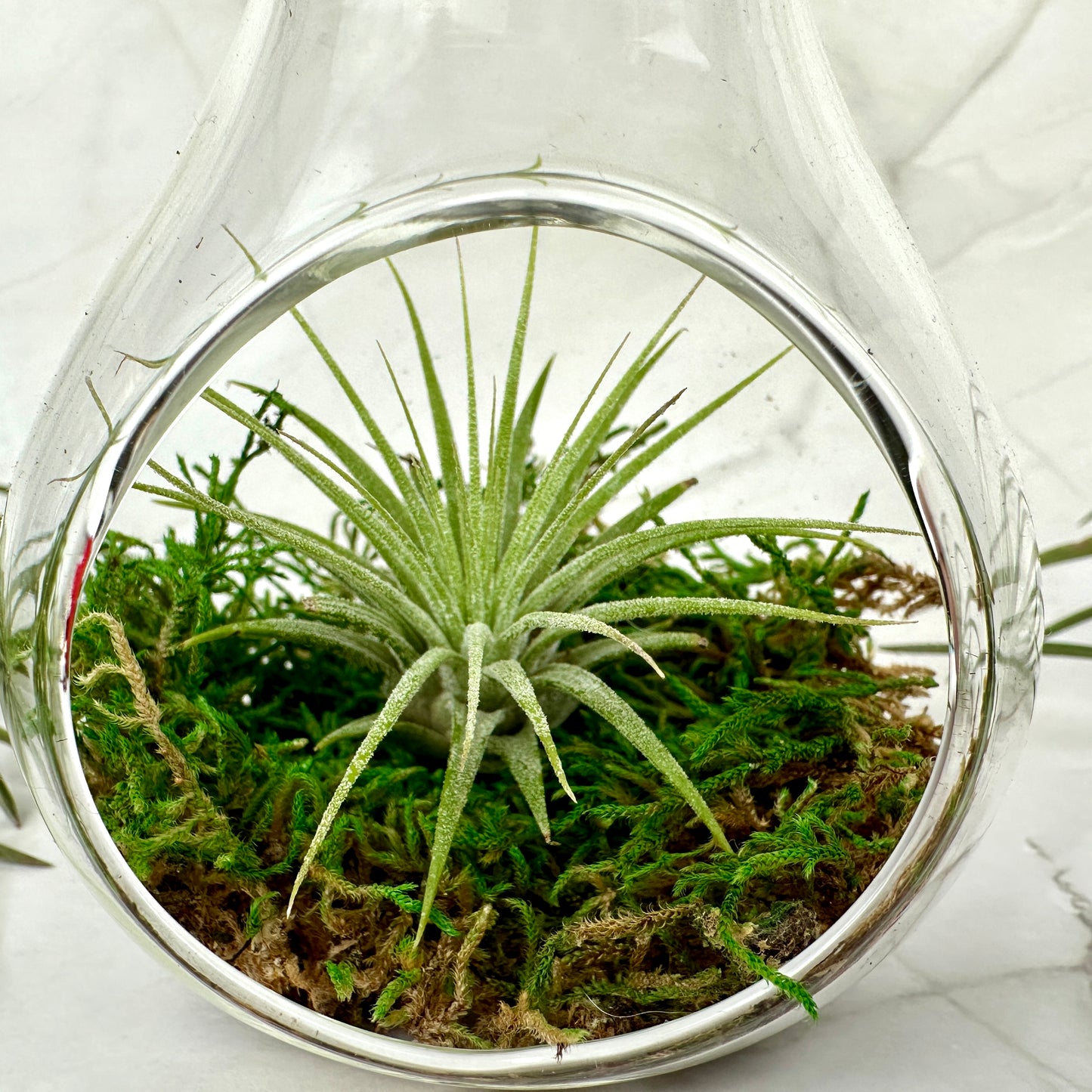 Glühbirne mit Tillandsia ionantha ionantha