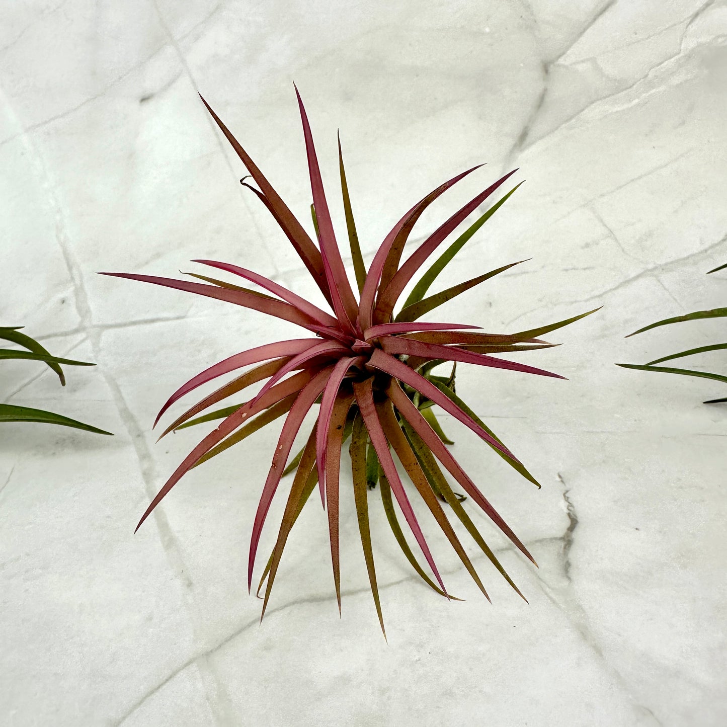 Tillandsia ionantha rood