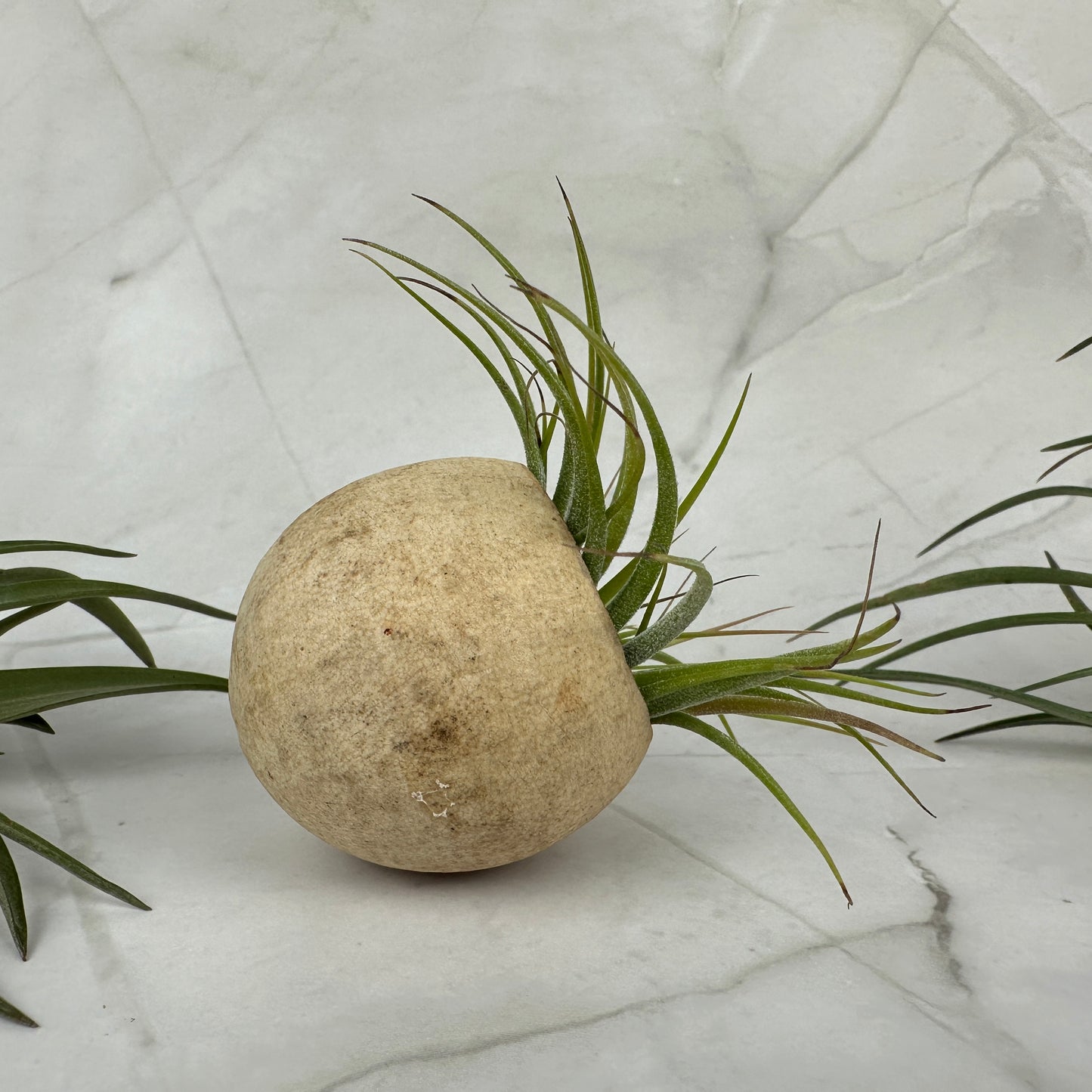 Glockenbecher mit Tillandsia Multiflora