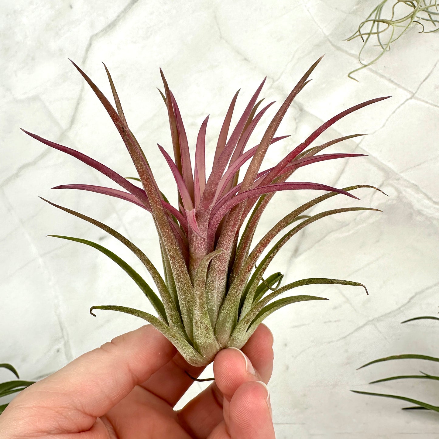 Tillandsia ionantha rood