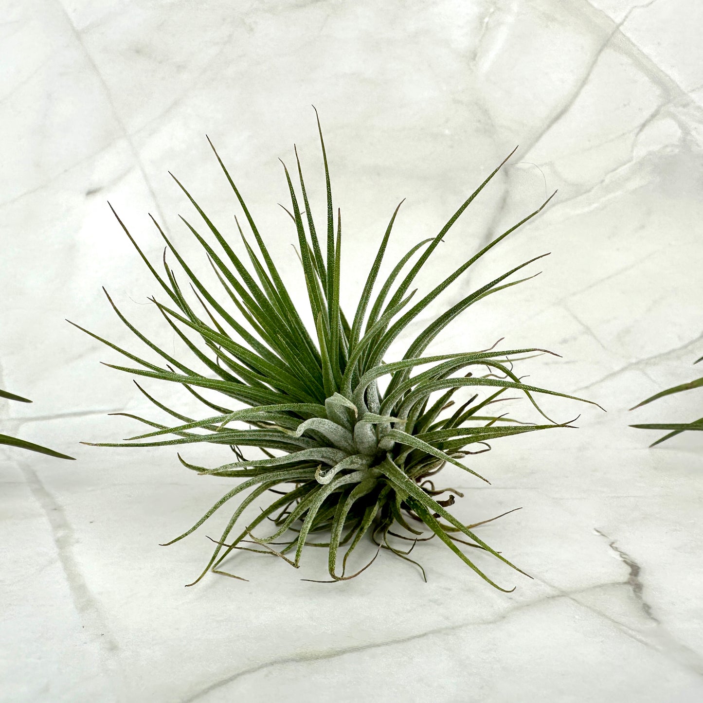 Tillandsia ionantha ionantha M