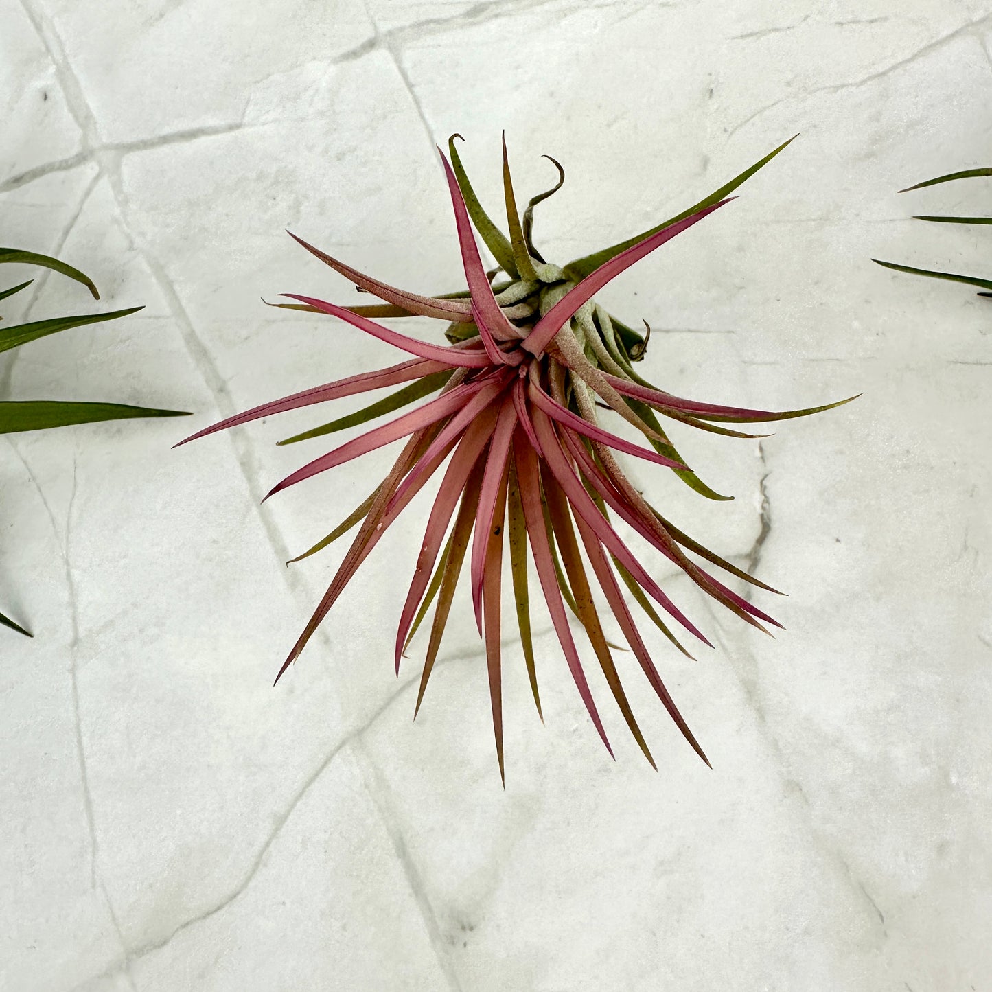 Tillandsia ionantha rood