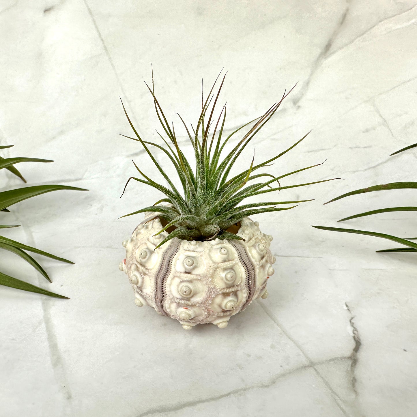 Seeigelschale Sputnik mit Tillandsia ionantha ionantha