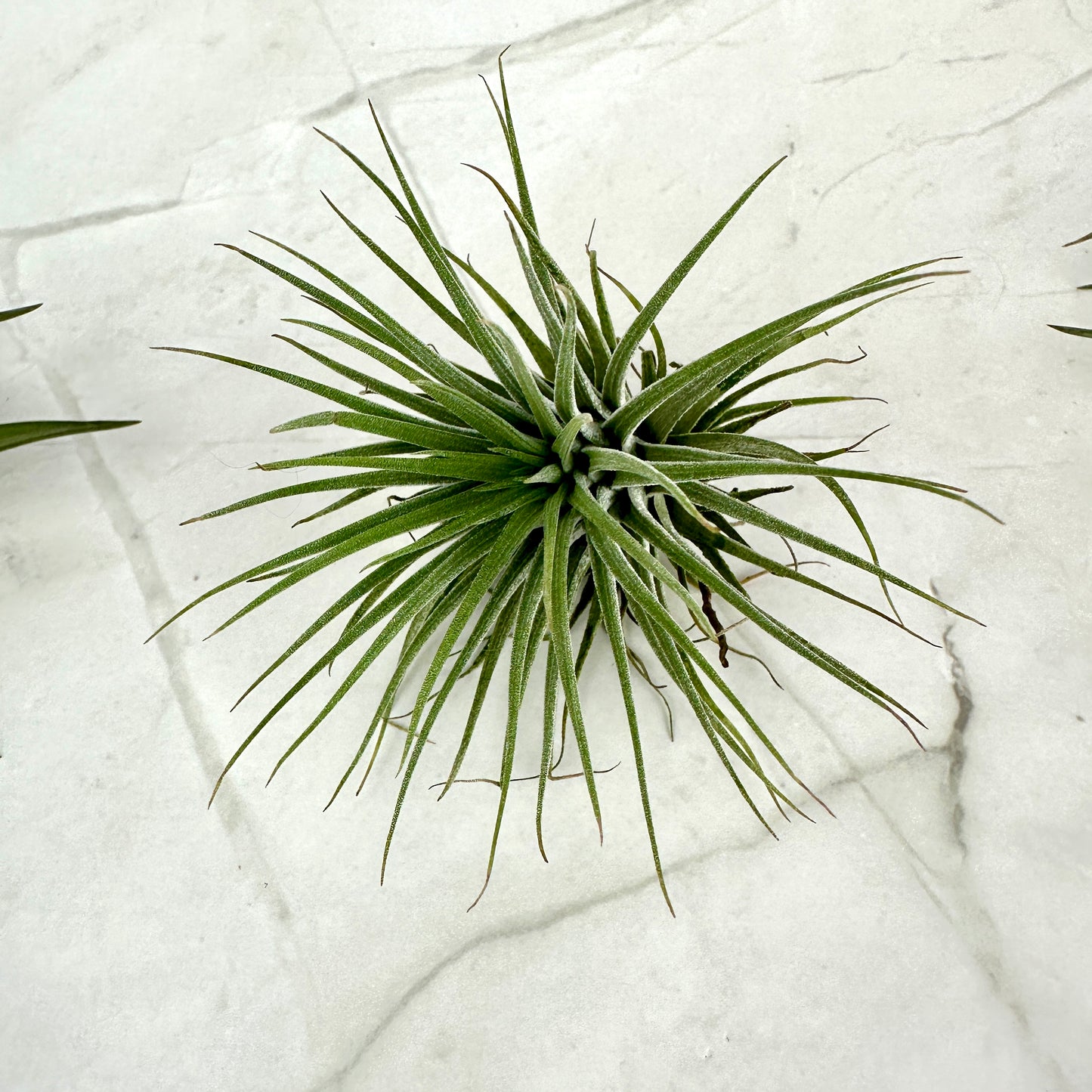 Tillandsia ionantha ionantha M