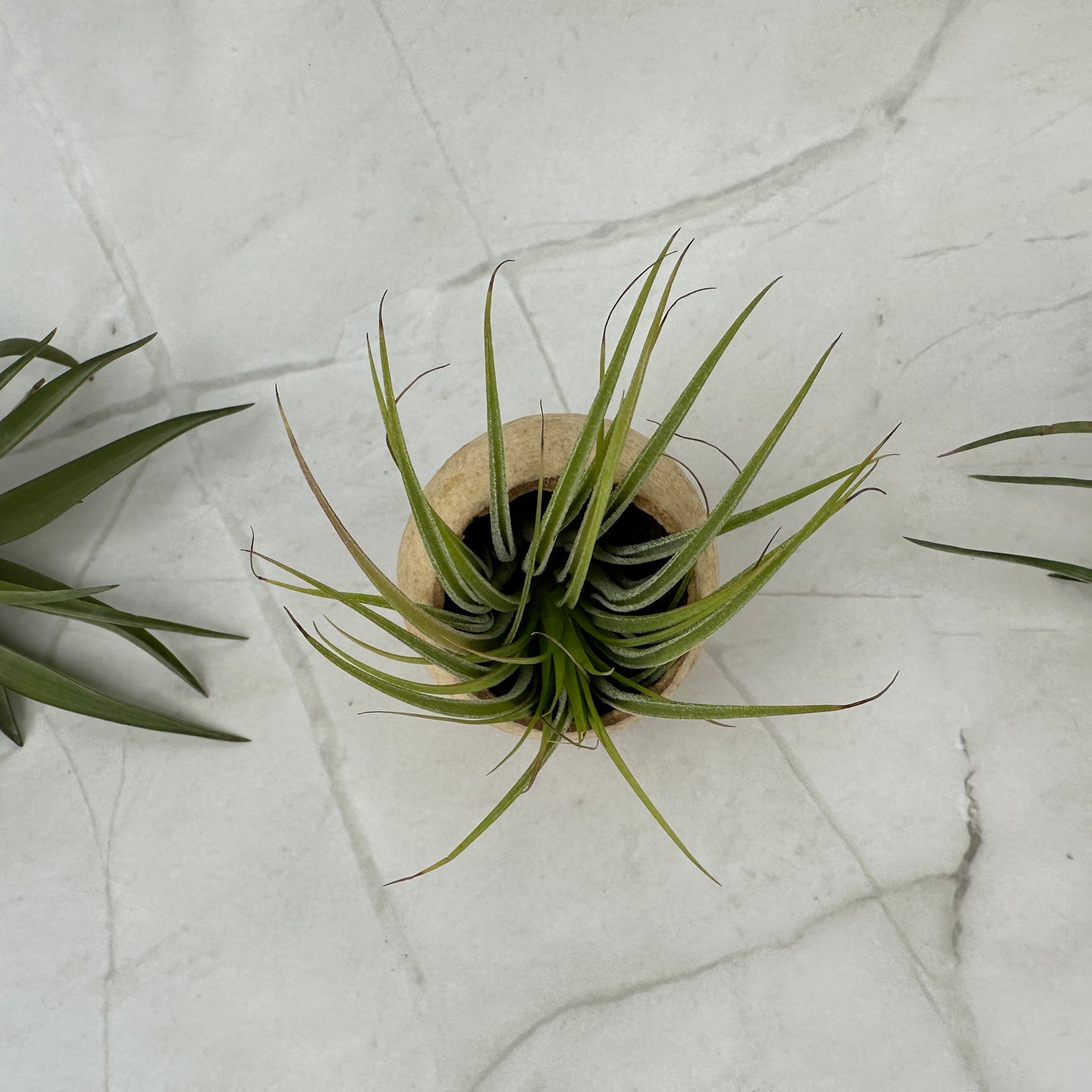 Glockenbecher mit Tillandsia Multiflora