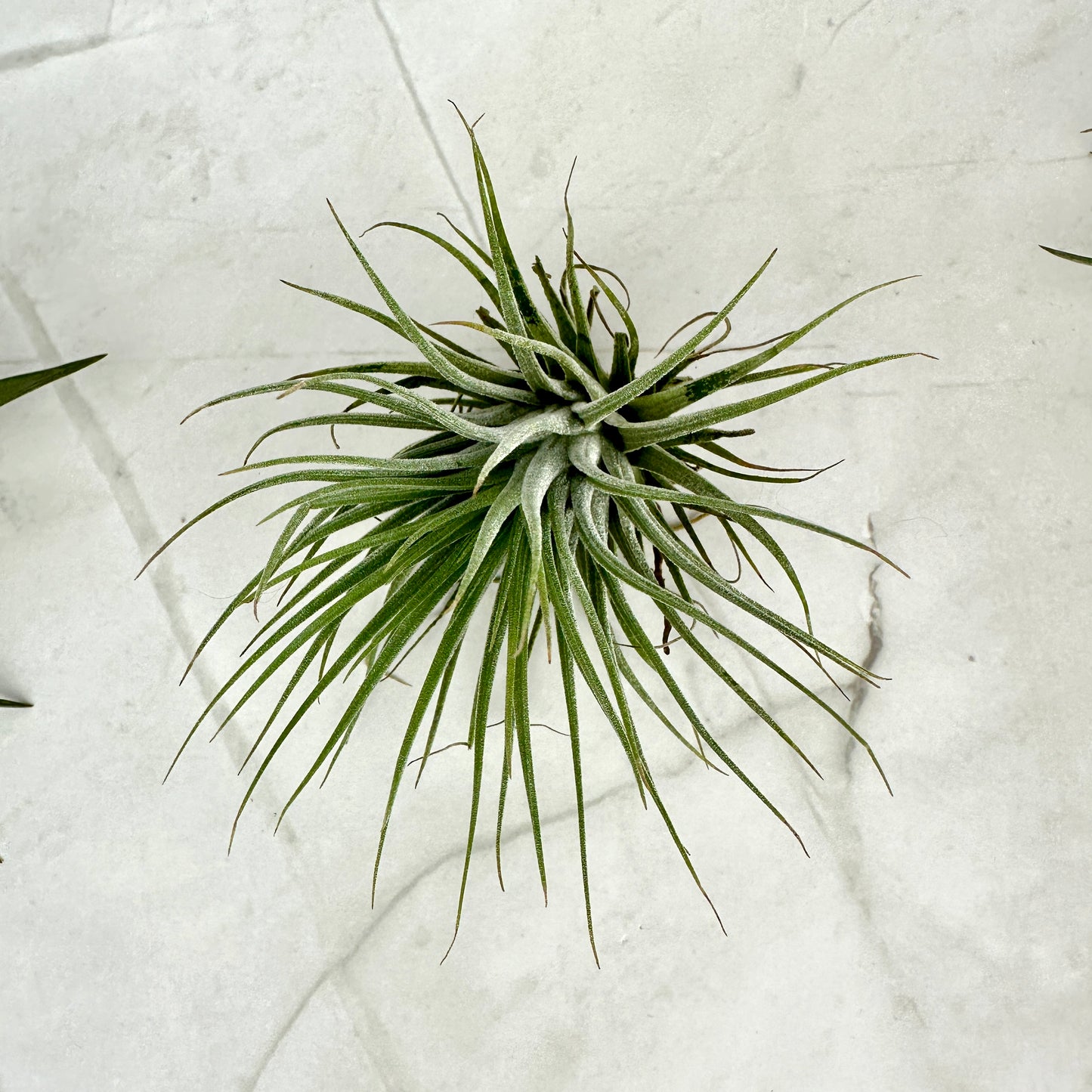 Tillandsia ionantha ionantha M