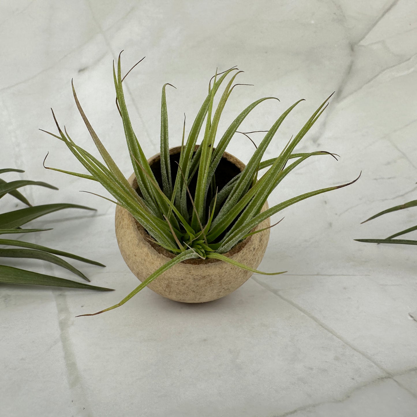 Glockenbecher mit Tillandsia Multiflora